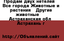 Продам двух нетелей - Все города Животные и растения » Другие животные   . Астраханская обл.,Астрахань г.